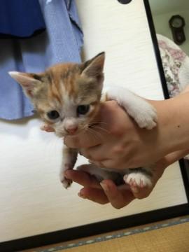 三毛猫の子猫ちゃん