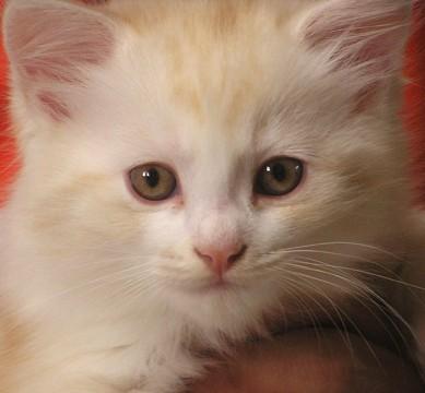 ふわふわ白クリーム、やや長毛さん