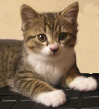 白靴下のキジシロ、おとなしい女の子