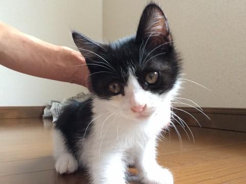 お膝でゴロゴロ♪甘えます