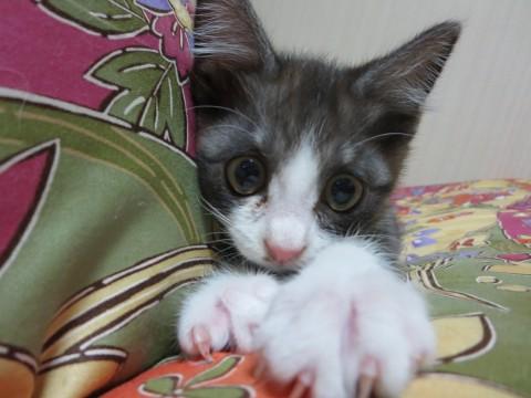 はじめまして、よろしくね