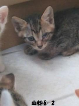 ベランダの子猫たち！！緊急！！