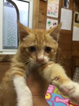 片足くつ下君！