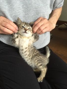 可愛いキジトラ美猫ちゃん( *´艸｀)
