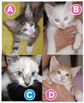 子猫4匹を保護しました！