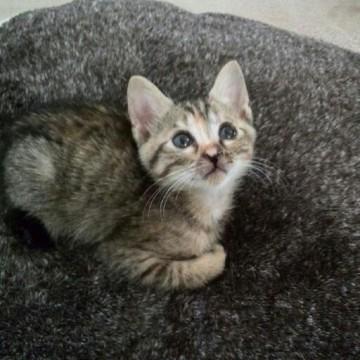 ベランダにいた子猫たち