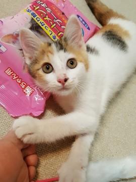 三毛猫さん(動画のURLを載せました)