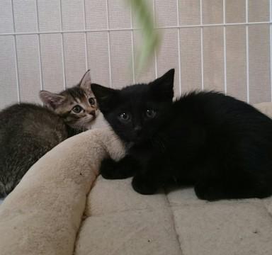 ツキノワグマの妖精？クマベエ