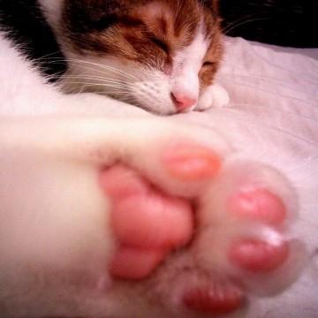 はんなり和猫♪きなこ