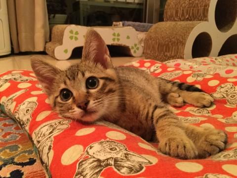 お膝抱っこ大好きのキジ猫くん