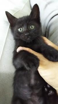 5月16日産まれの元気な黒猫