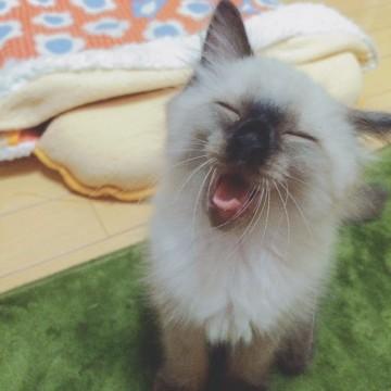 愛知県 珍しいシャム長毛mix 猫の里親募集 ネコジルシ 愛知県 珍しいシャム長毛mix 猫の里親募集 ネコジルシ