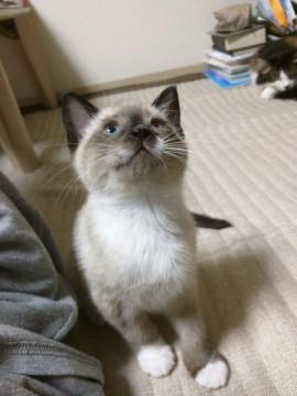 生後約2ヶ月、仔猫の里親募集します。