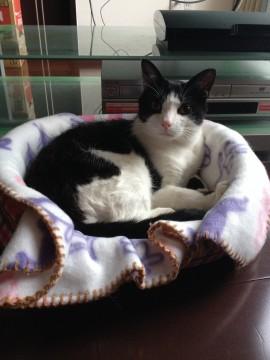 甘えん坊ですぐゴロゴロいいます。