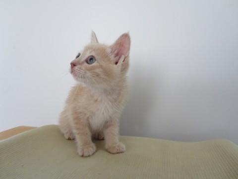 生後2カ月の子猫です