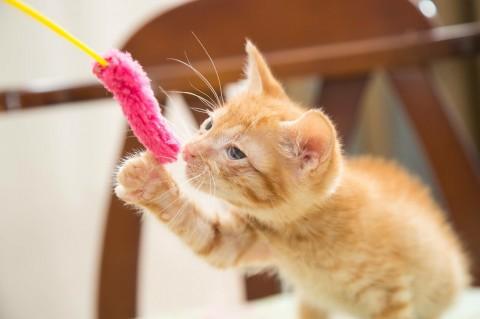 幸運の鍵しっぽの茶トラの男の子