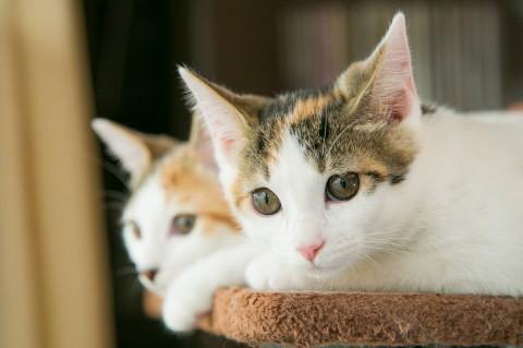 三毛猫の美人姉妹　生後3か月