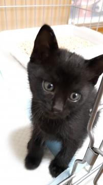 人懐こい黒猫女の子