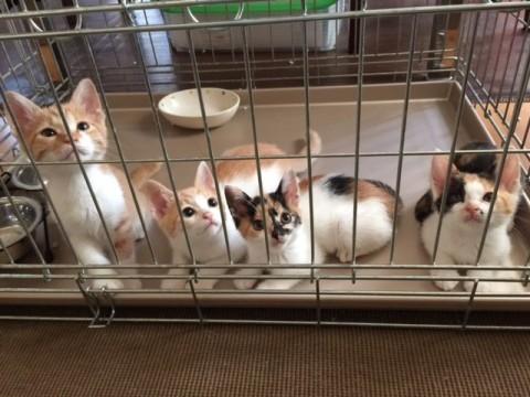 三毛猫と茶白の4姉妹
