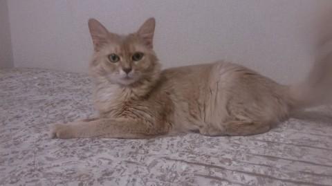 完全室内飼いできる里親さん探しています。