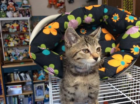 穏やかな男の仔！