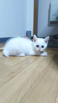 生後2ヵ月白色ブルーアイの男の子
