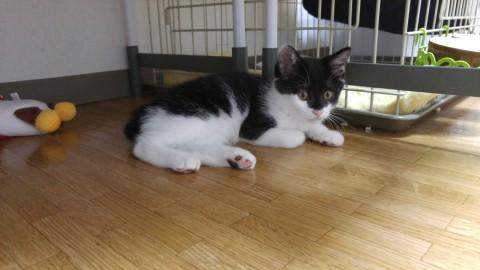 真ん丸おﾒﾒの白黒ちゃん