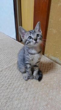 メチャクチャ可愛いヤンチャな男の子