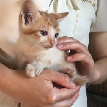 生後約2ヶ月かわいい４兄妹です。