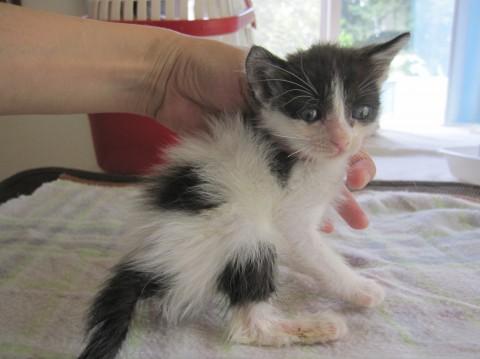 半長毛（？）黒白