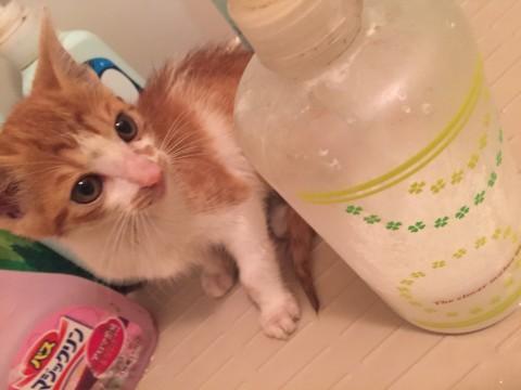 駐車場にガリガリの仔猫♂