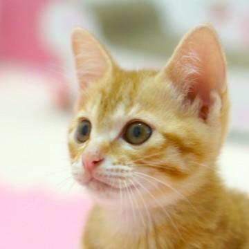 ぽやーっと可愛いチャトラ子猫♪