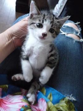 キジ白１．５か月君