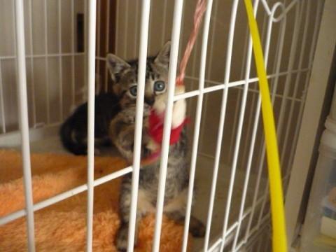 ちょっとだけびびりちゃんキジトラ