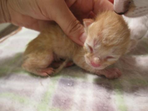 珍しい茶トラの女の子