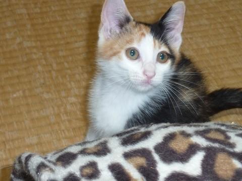三毛猫愛ちゃん
