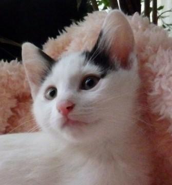 動画有　直ぐにくっついてきて　かわいい