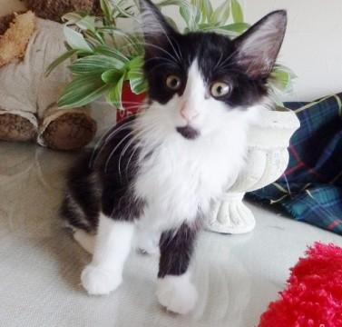 ノルウエージャンの様　人が好き　動画有