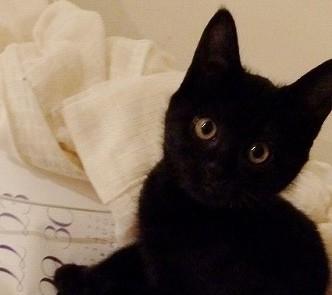 動画有　お話する　りょうま君