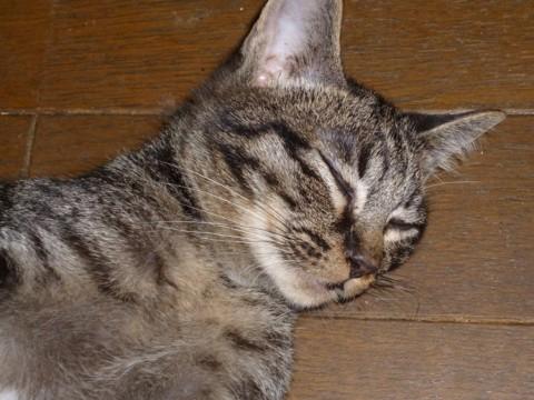 気がついたら足下にいます