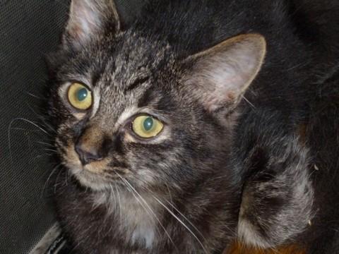 ふわふわで顔がトラ系の黒猫？