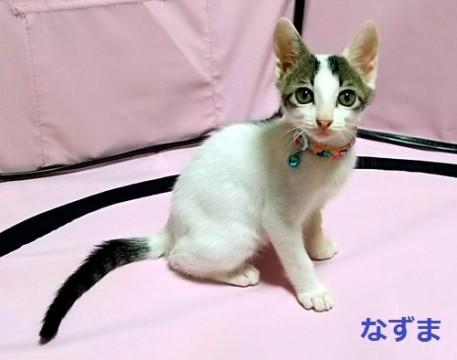 熊本から東京へ飛行機で来た子猫たち