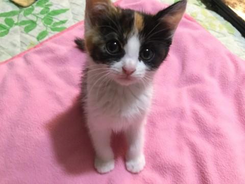 モデル級超可愛い三毛仔猫ちゃん