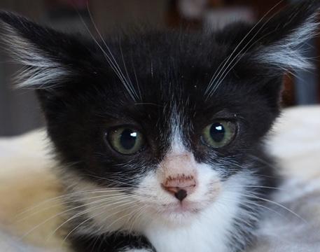 沢山の猫達と面会可能★愛護センター出身