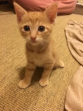 子猫 里親募集