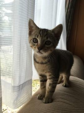 やんちゃな男の子