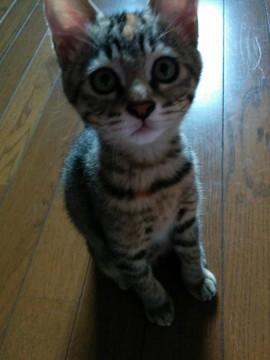 ツンデレなサバちゃん