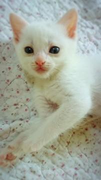 母さん猫が育てた子猫