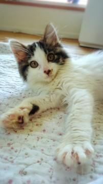 モコふわぁの【はっぴ】くん