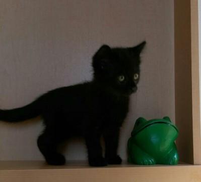 黒猫さんの里親募集！